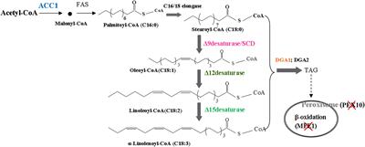 Overexpression of △12, △15-Desaturases for Enhanced Lipids Synthesis in Yarrowia lipolytica